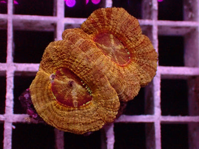 Asian Acanthastrea Golden | WYSIWYG