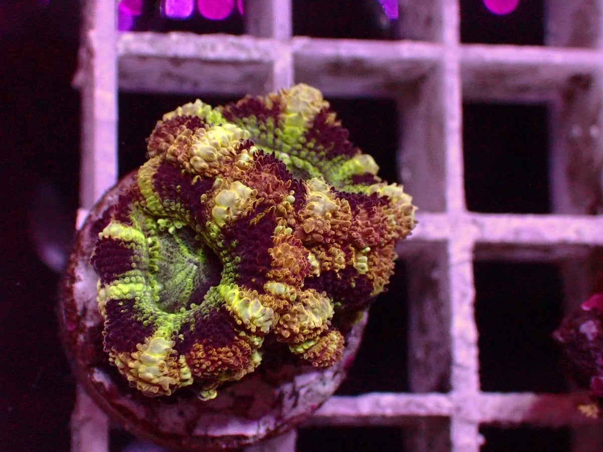 Asian Acanthastrea Master WYSIWYG – blue light photo, neon green, dark red and yellow mottled