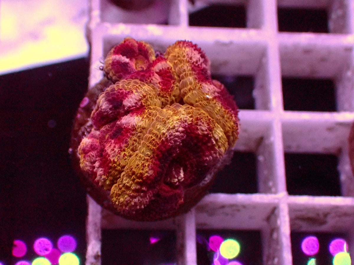 Asian Acanthastrea Mastergrade WYSIWYG – blue light photo, red and yellow mottled with pink accents