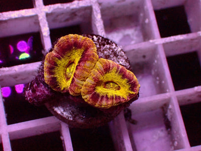 Asian Acanthastrea 1 of 1 Yellow | WYSIWYG