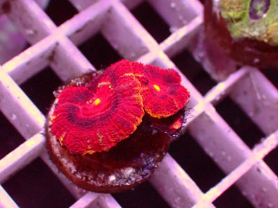 Asian Acanthastrea Vulcano | WYSIWYG