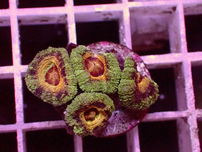 Asian Acanthastrea Honey Eyes | WYSIWYG
