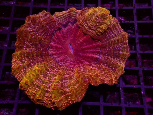 Awesome Acanthophyllia | WYSIWYG