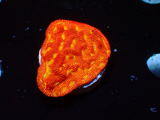 Jack o Lantern Leptoseris | WYSIWYG