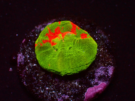 Scolymia Bleeding Apple | WYSIWYG