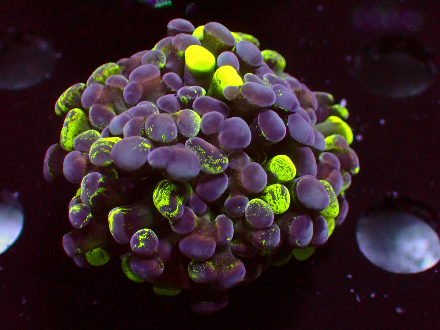 Euphyllia Purple/Toxic Splatter Hammer | WYSIWYG