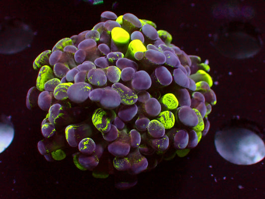 Euphyllia Purple/Toxic Splatter Hammer | WYSIWYG