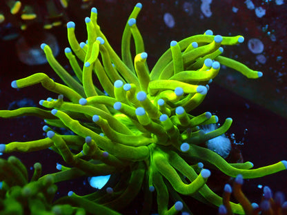 Euphyllia Glitter Torch | WYSIWYG