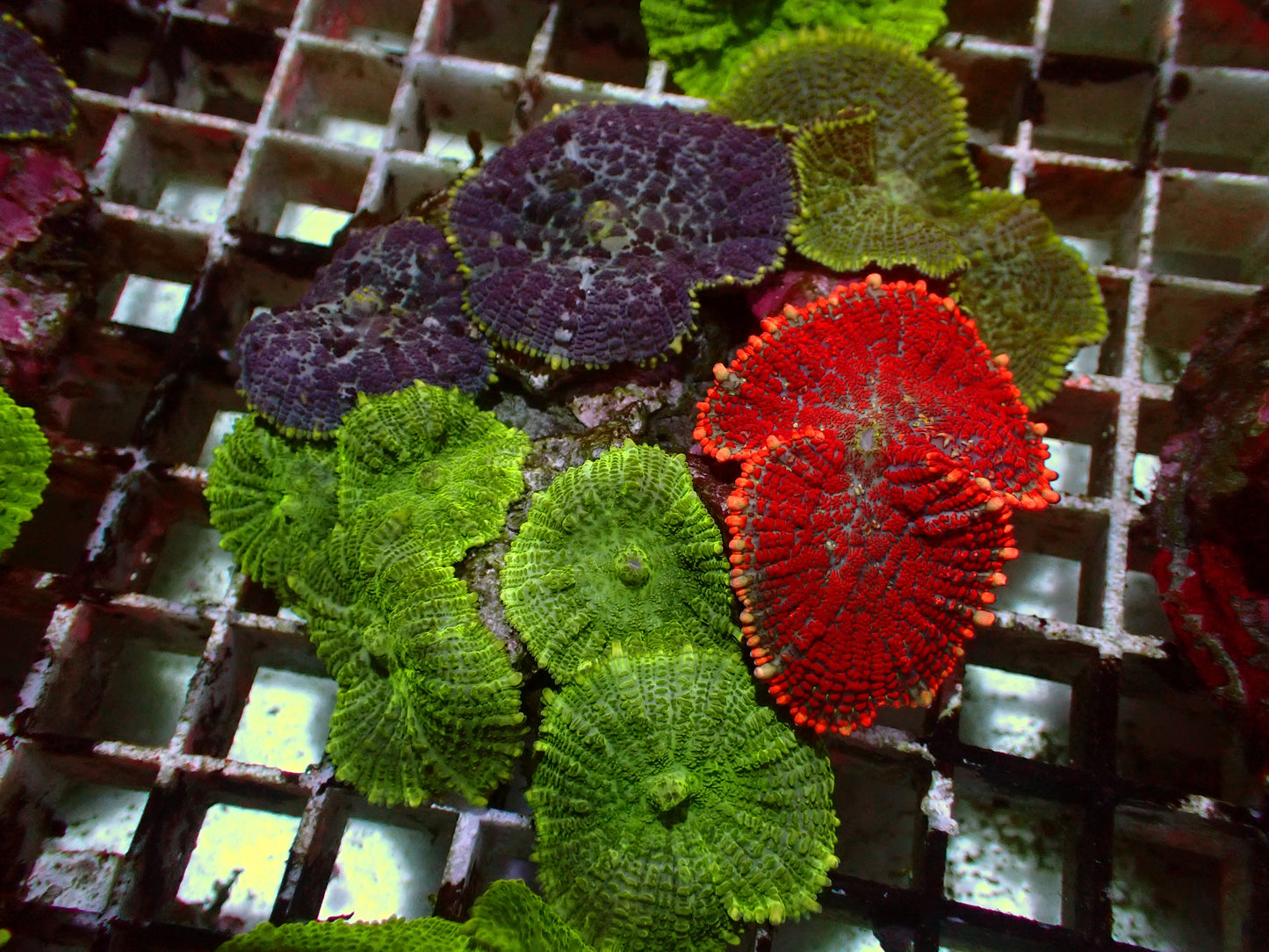 Rhodactis Rainbow Garden | WYSIWYG