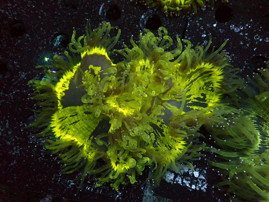 Catalaphyllia Ultra WYSIWYG – Blaulichtaufnahme, gelbgrün leuchtender Rand, graue Mundscheibe mit gelben Flecken