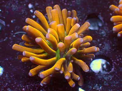 Euphyllia Banana Cristata | WYSIWYG