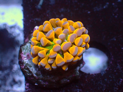 Euphyllia Banana Cristata | WYSIWYG