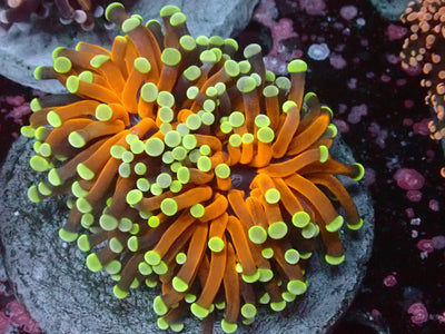 Euphyllia Jumbo Tiger Torch | WYSIWYG