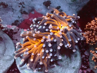Euphyllia Jumbo Tiger/Raimbow Tips Torch | WYSIWYG