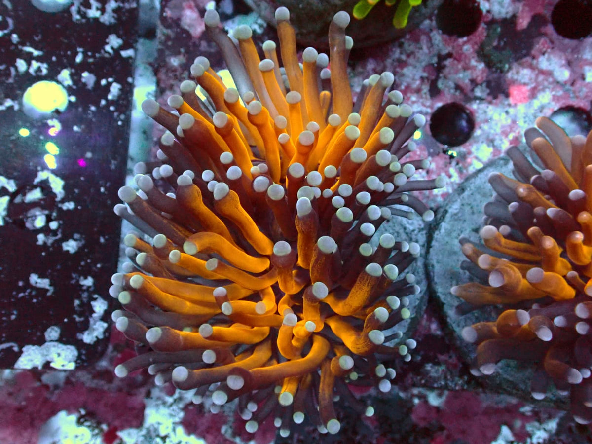 Euphyllia Jumbo Tiger Torch WYSIWYG – Blaulichtaufnahme, orange und braun gestreifte Tentakel mit hellen, grünlich-weißen Spitzen