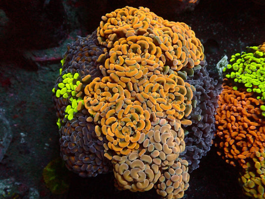 Euphyllia Paraancora Dream Garden WYSIWYG – Blaulichtaufnahme, orange mit violetten und neongrünen Köpfen