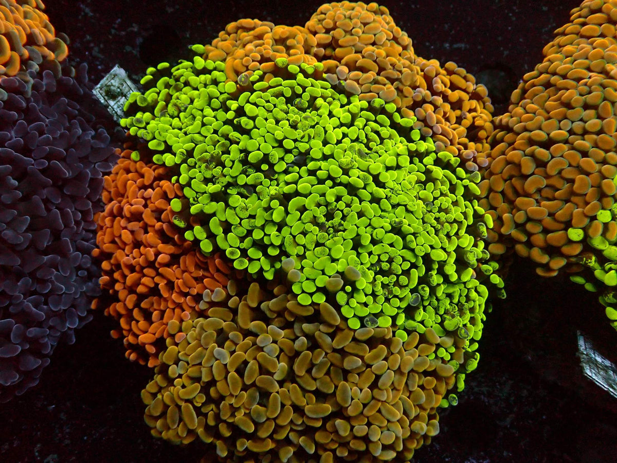 Euphyllia Paraancora Dream Garden WYSIWYG – Blaulichtaufnahme, neongrün mit orange, braunen und violetten Köpfen