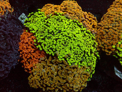 Euphyllia Paraancora Dream Garden | WYSIWYG