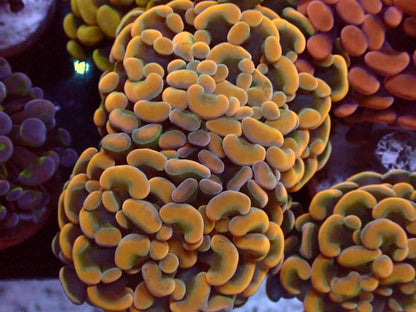 Euphyllia Paraancora Special Doublehead – Blaulichtaufnahme, orange-gelbe Tentakel mit grünem Rand