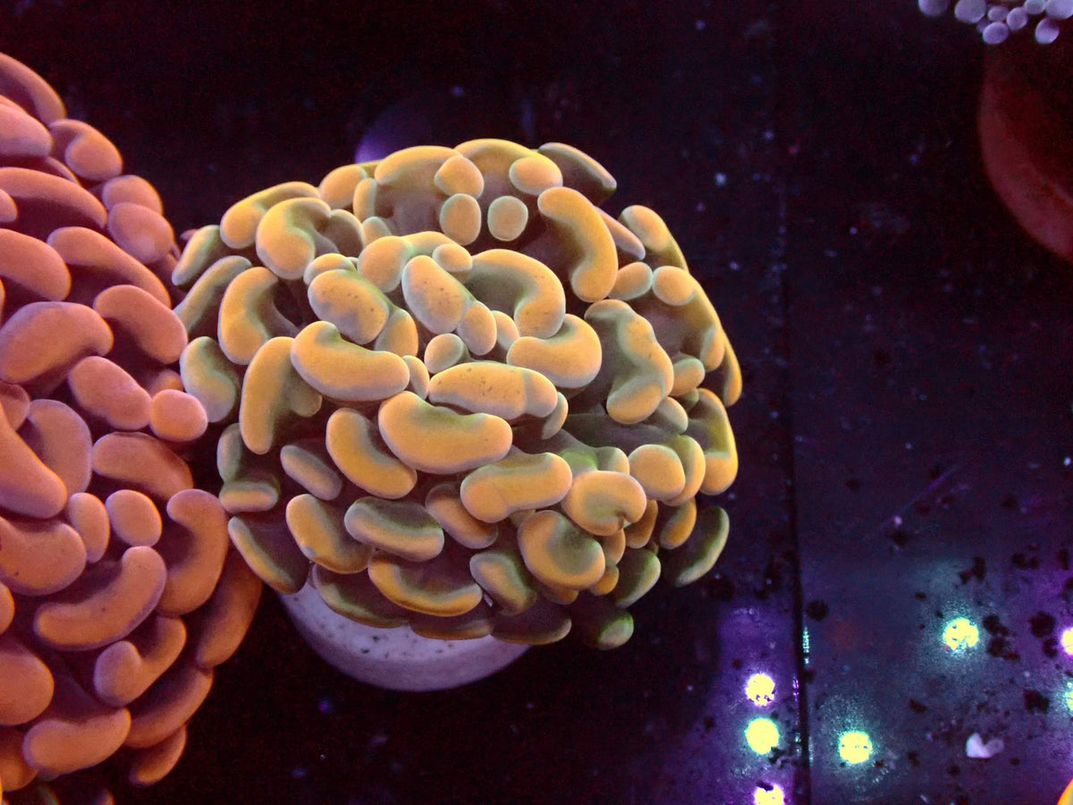 Euphyllia Paraancora Special WYSIWYG – Blaulichtaufnahme, orange-gelbe Tentakel mit grünem Rand