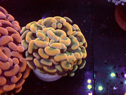 Euphyllia Paraancora Special WYSIWYG – Blaulichtaufnahme, orange-gelbe Tentakel mit grünem Rand