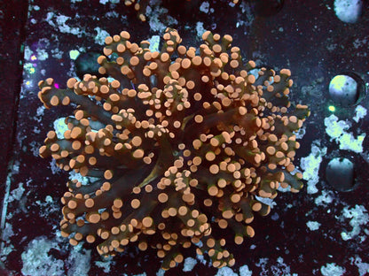 Euphyllia Paradivisa Orange WYSIWYG – Blaulichtaufnahme, braun-grüne Tentakel mit orange-lachsfarbenen Spitzen