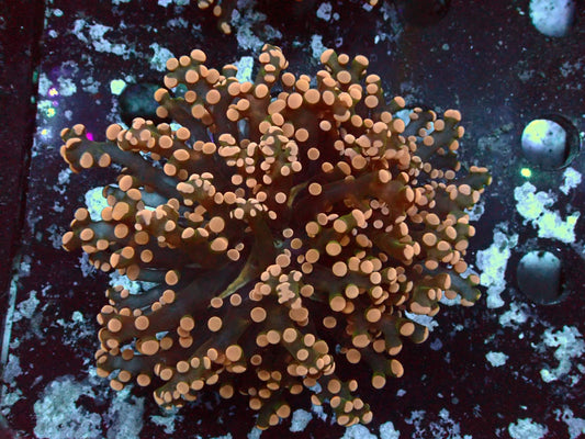 Euphyllia Paradivisa Orange WYSIWYG – Blaulichtaufnahme, braun-grüne Tentakel mit orange-lachsfarbenen Spitzen
