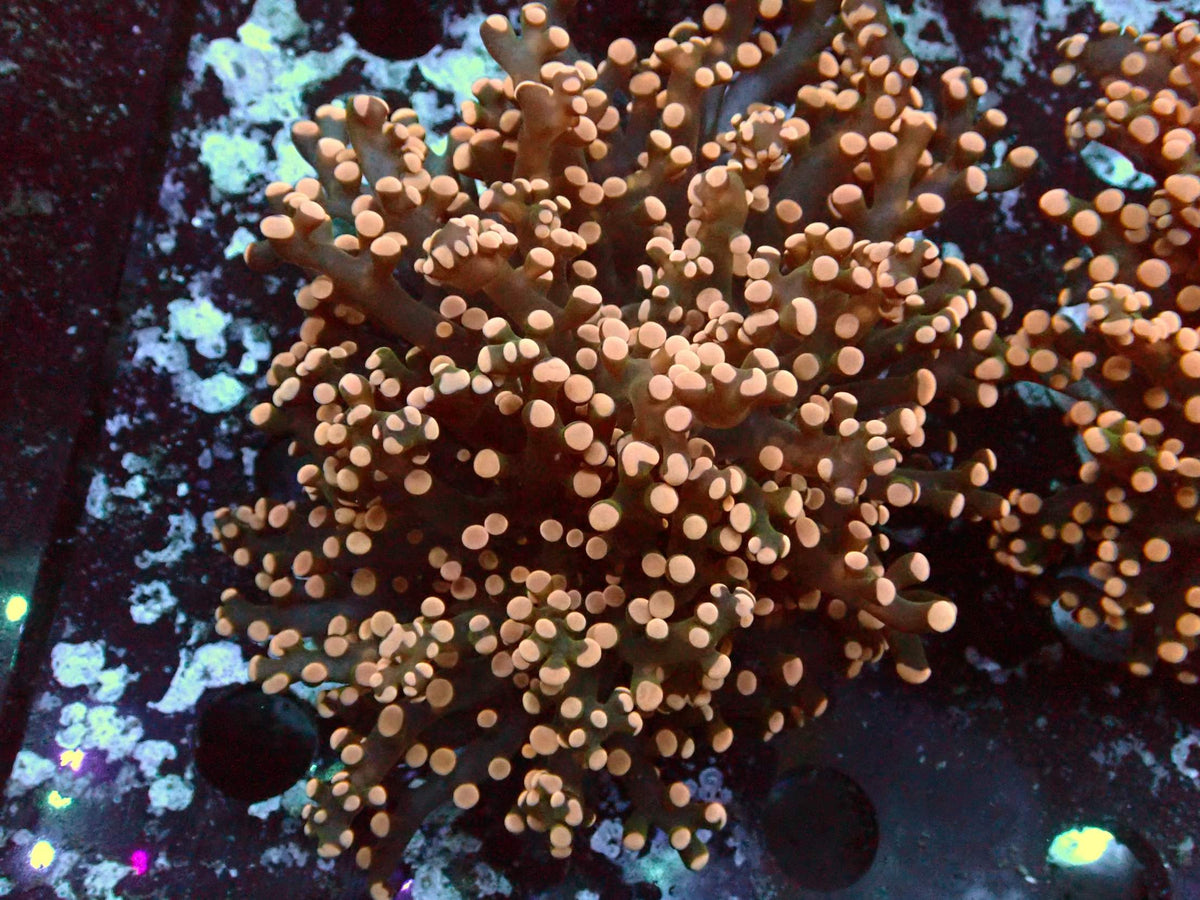 Euphyllia Paradivisa Orange WYSIWYG – Blaulichtaufnahme, braun-grüne Tentakel mit lachsorangen Spitzen