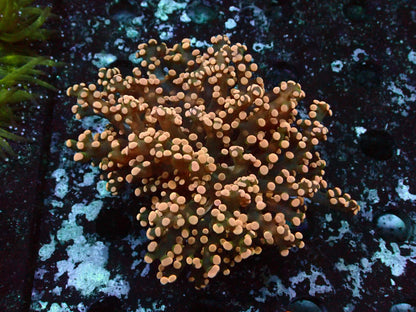 Euphyllia Paradivisa Orange WYSIWYG – blue light photo, orange-brown tentacles with salmon tips