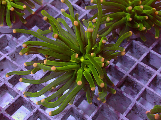 Euphyllia Pineapple Torch WYSIWYG – Blaulichtaufnahme, grüne Tentakel mit orange-gelben Spitzen und neongrüner Mitte