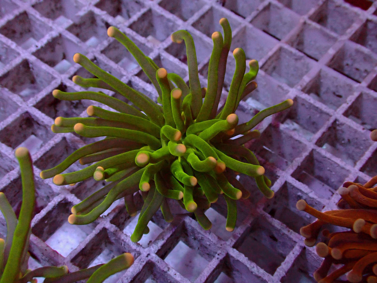 Euphyllia Pineapple Torch WYSIWYG – blue light photo, bright green tentacles with orange-yellow tips