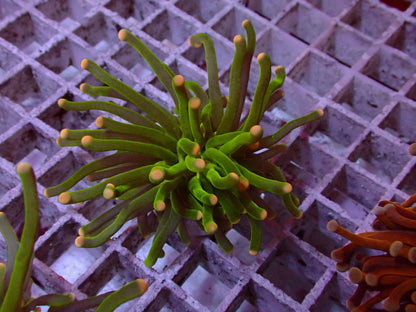 Euphyllia Pineapple Torch WYSIWYG – blue light photo, bright green tentacles with orange-yellow tips