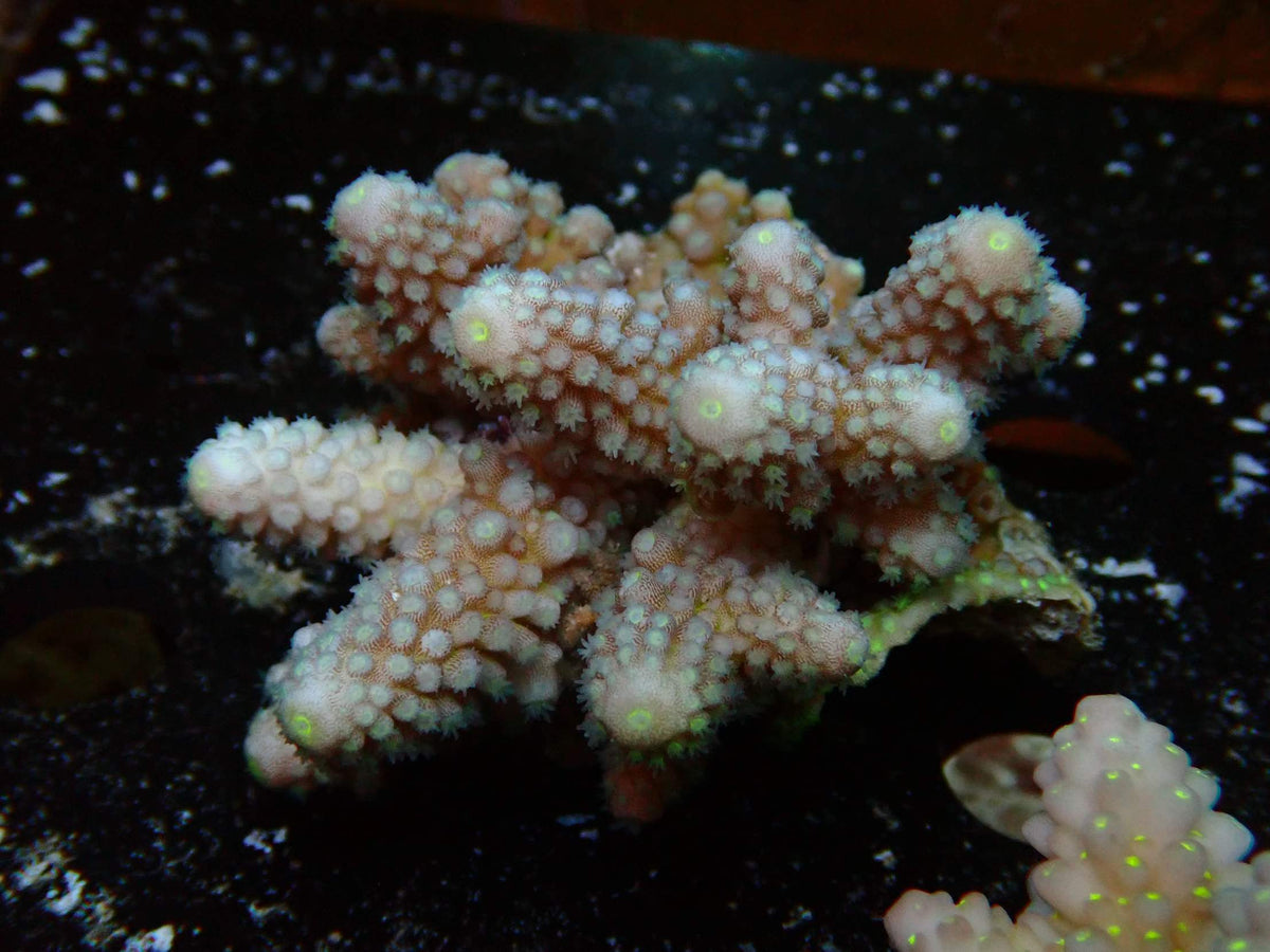 Fiji Acropora Humilis WYSIWYG – daylight photo, soft pink with fine green accents