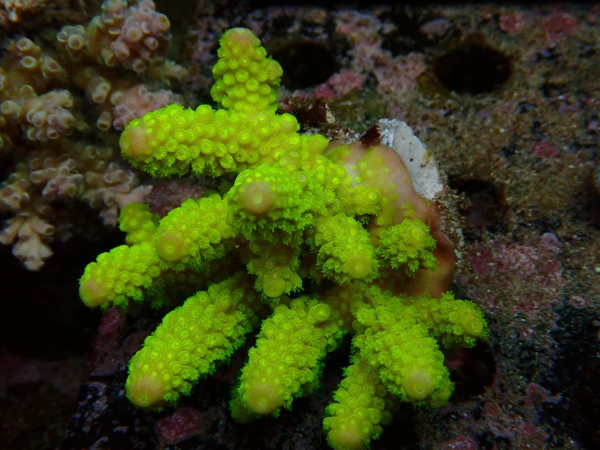 Fiji Acropora Humilis WYSIWYG – daylight photo, bright yellow-green with green polyps