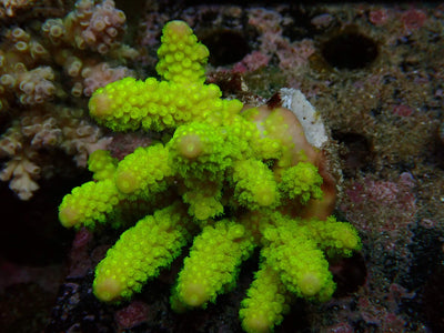 Fiji Acropora Humilis | WYSIWYG