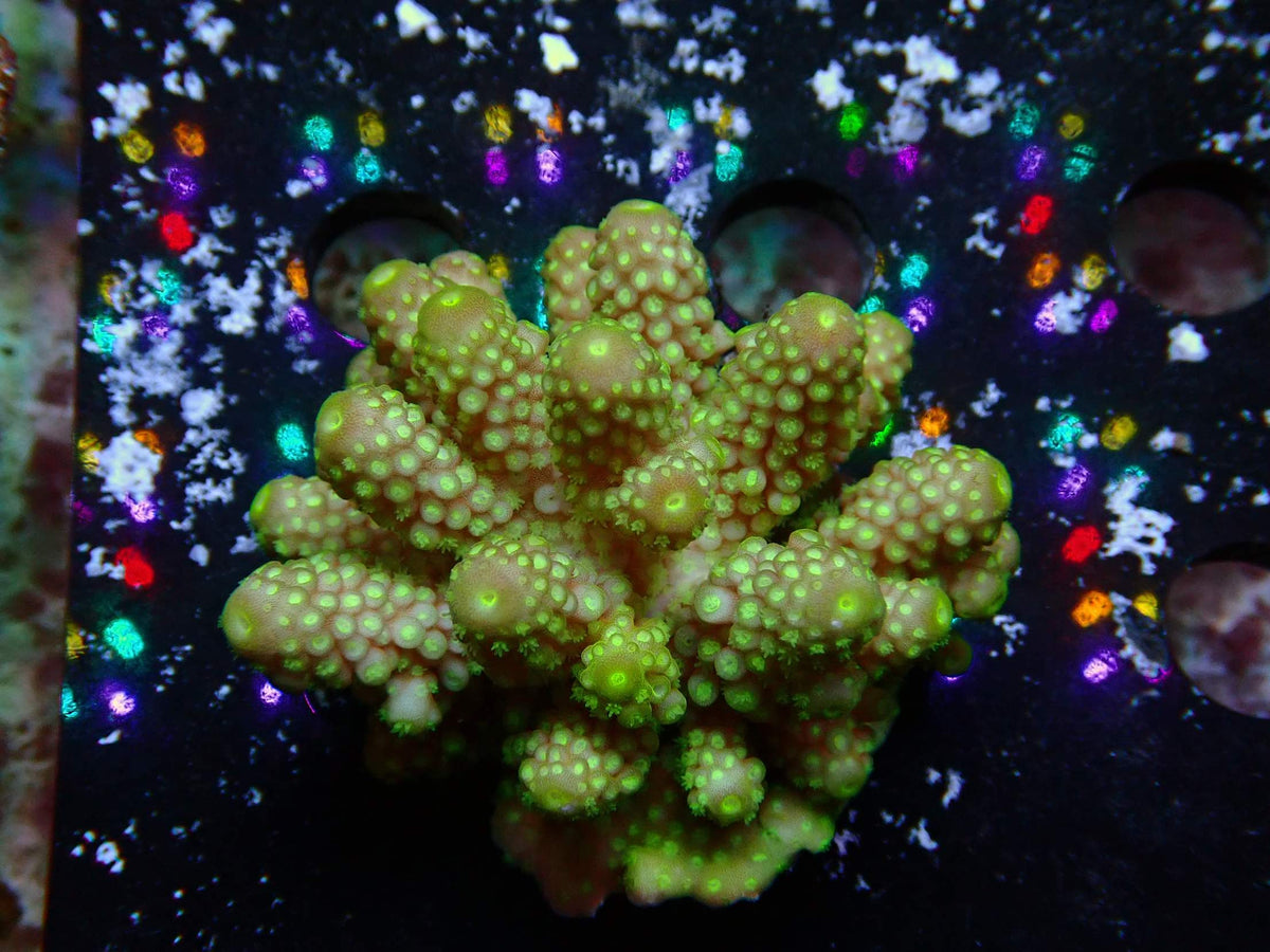Fiji Acropora Humilis WYSIWYG – daylight photo, green-beige with green fluorescent corallites