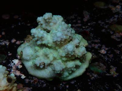 Fiji Acropora Ultra | WYSIWYG