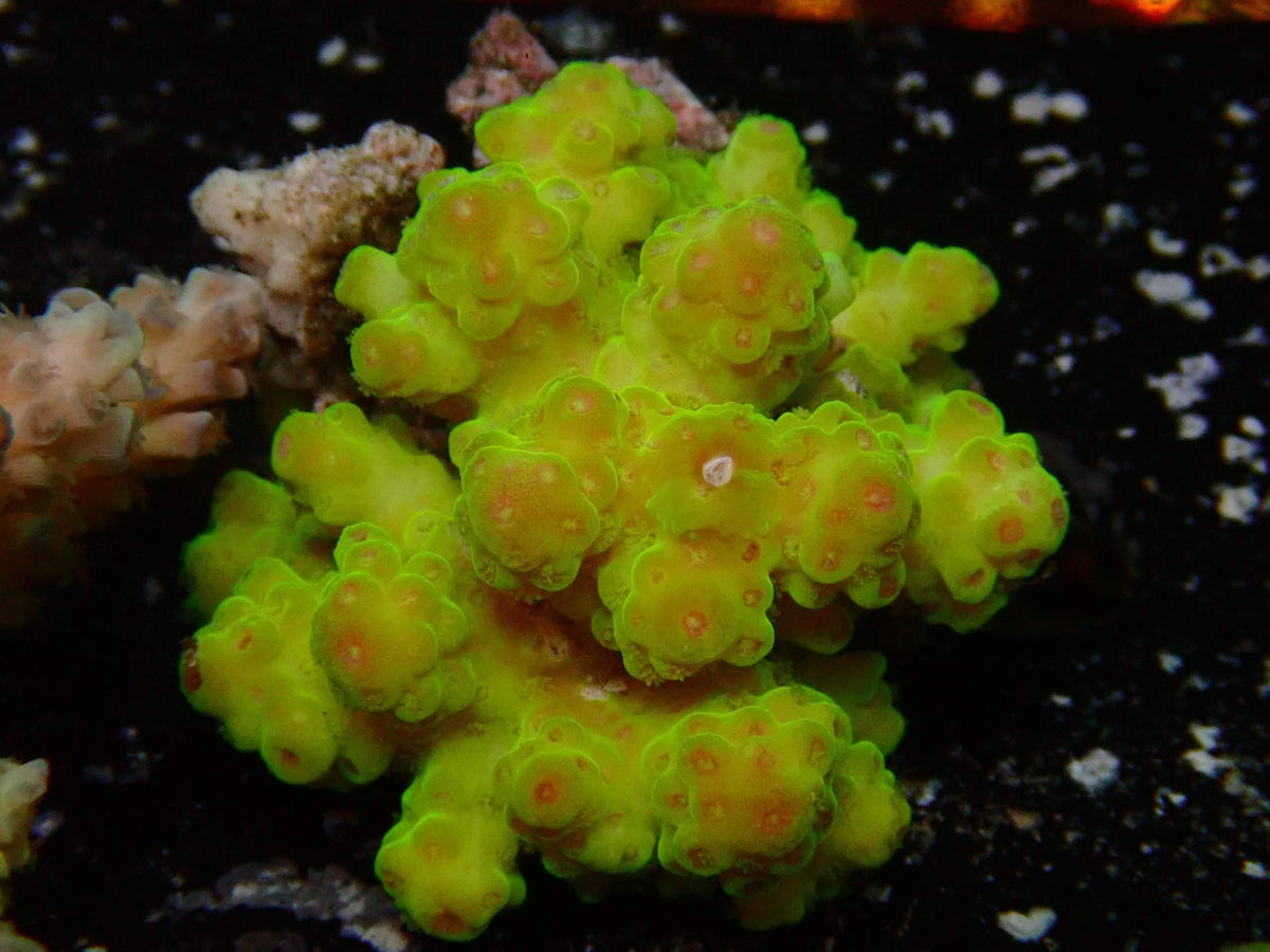 Fiji Acropora Florida WYSIWYG – daylight photo, intense yellow-green with orange-red polyps