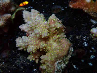 Fiji Acropora Valida | WYSIWYG