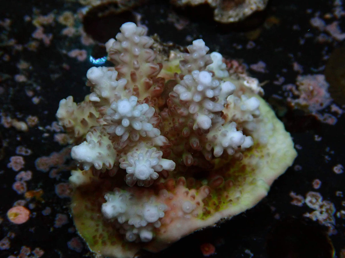 Fiji Acropora Ultra WYSIWYG – daylight photo, white tips with dark red radial corallites on a green-pink base