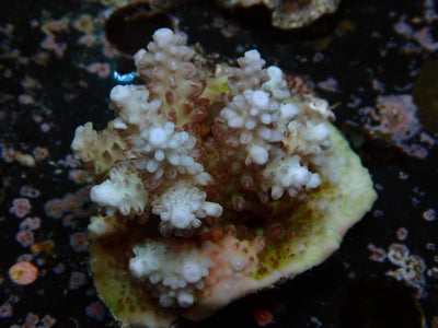 Fiji Acropora Ultra | WYSIWYG