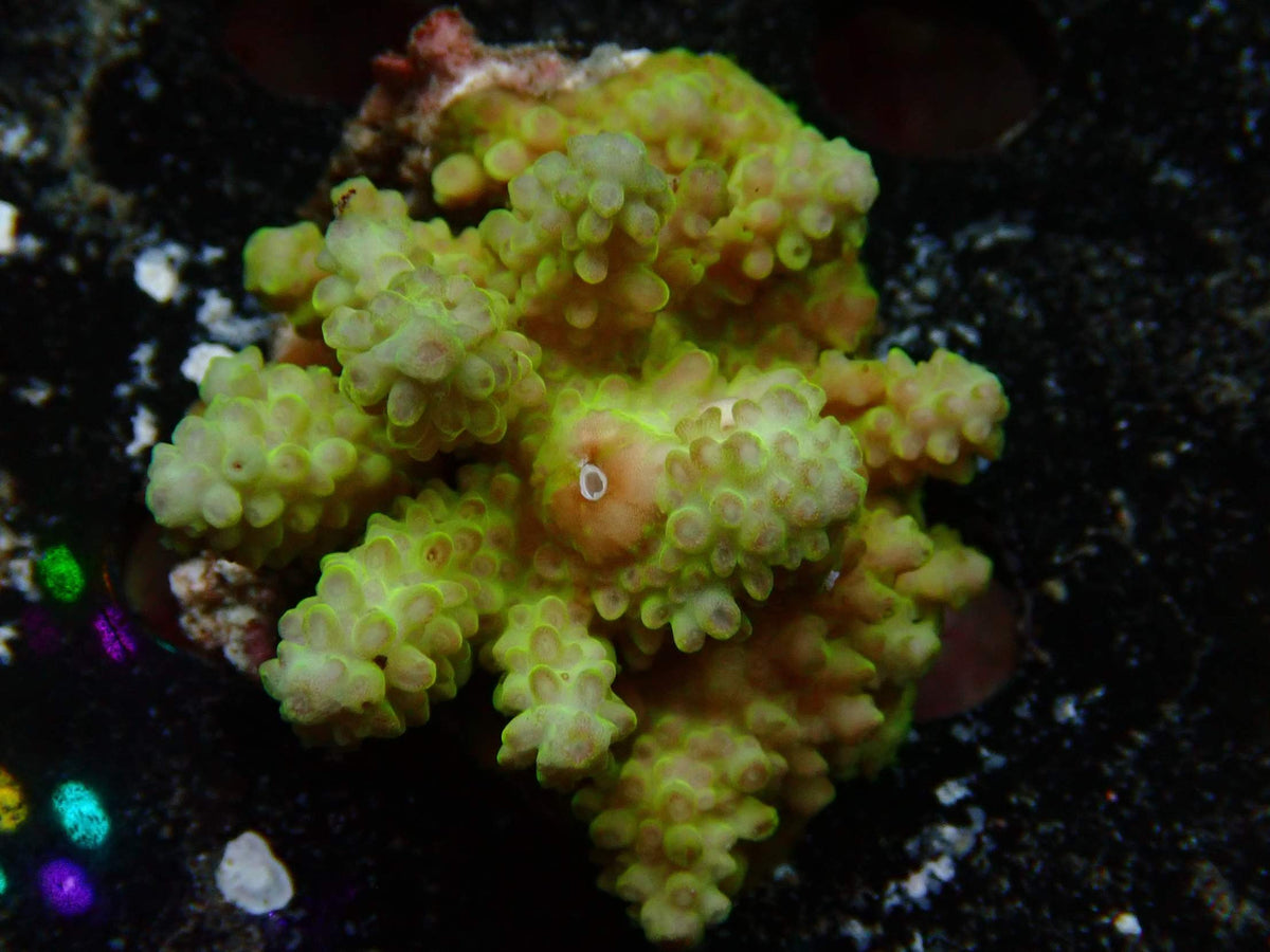 Fiji Acropora Ultra WYSIWYG – daylight photo, green-beige with pink corallites