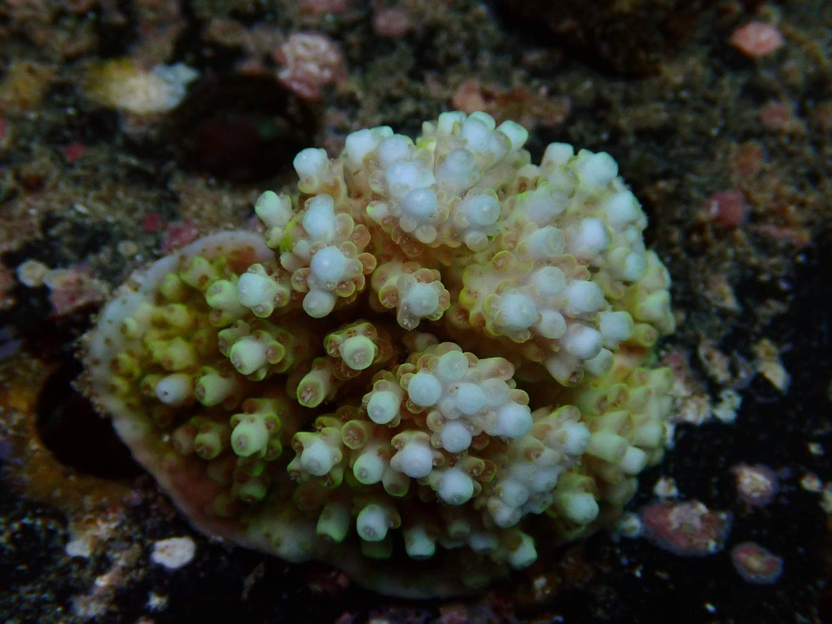 Fiji Acropora Tenuis WYSIWYG – daylight photo, white tips with a green-yellow base