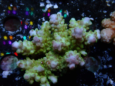 Fiji Acropora Ultra | WYSIWYG
