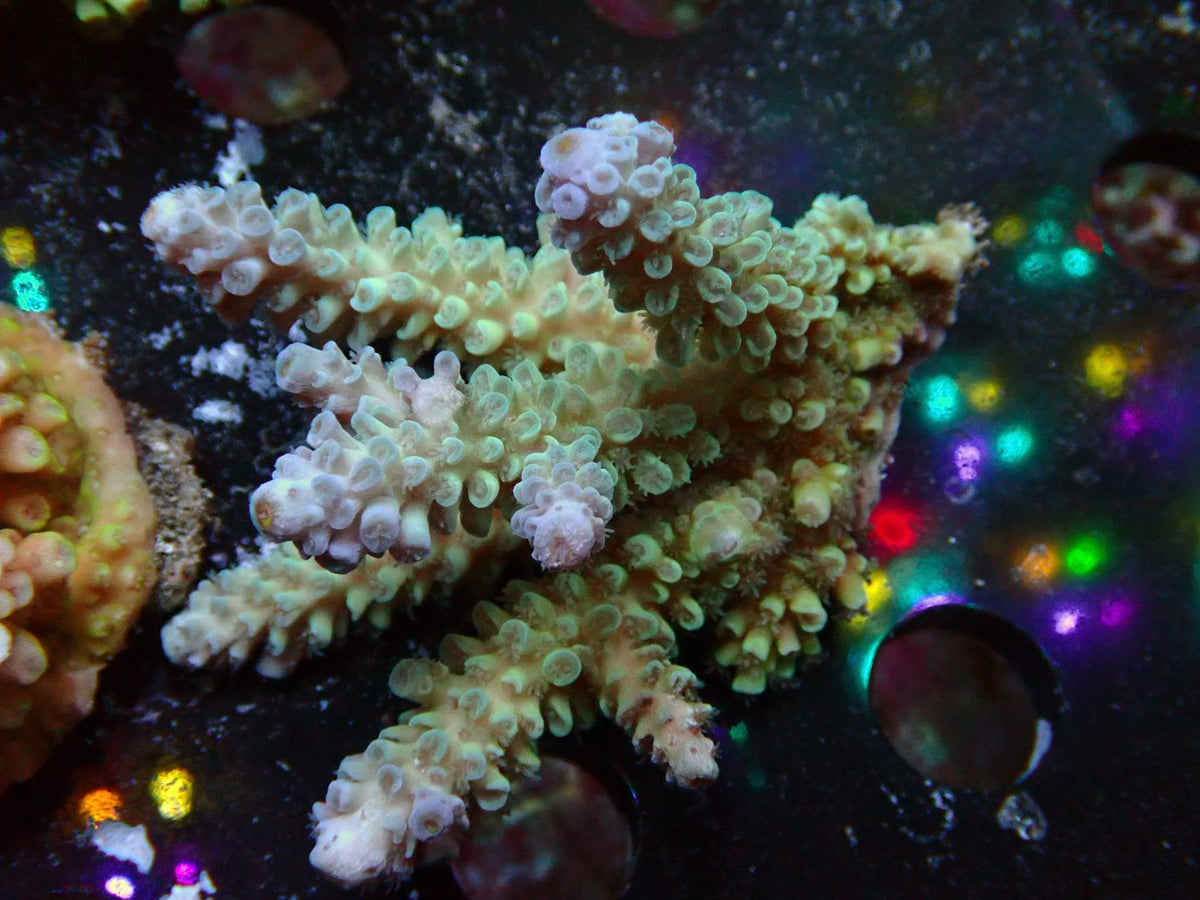 Fiji Acropora Tenuis WYSIWYG – daylight photo, green-beige with white-purple tips