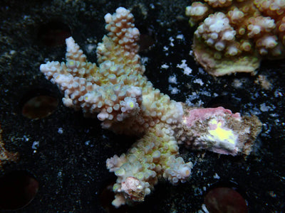 Fiji Acropora Tenuis | WYSIWYG