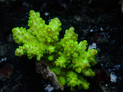 Fiji Acropora Ultra | WYSIWYG