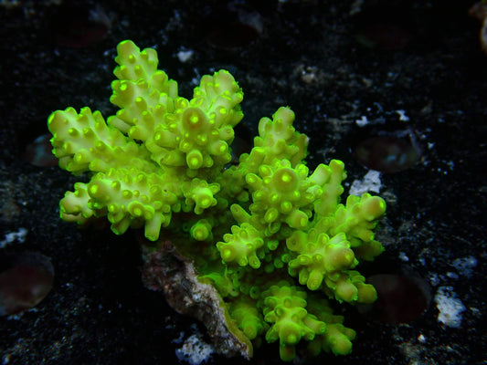 Fiji Acropora Ultra WYSIWYG – daylight photo, bright neon green with green fluorescent polyps