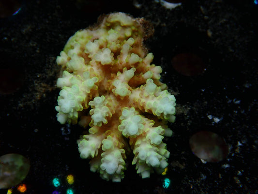 Fiji Acropora Shortcake WYSIWYG – daylight photo, cream-white with green-rimmed corallites