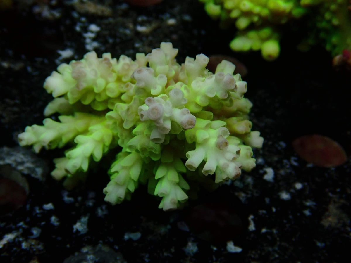 Fiji Acropora Tenuis WYSIWYG – daylight photo, light green with white-pink tips